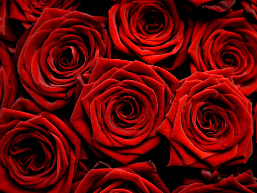 red rose wallpaper 04