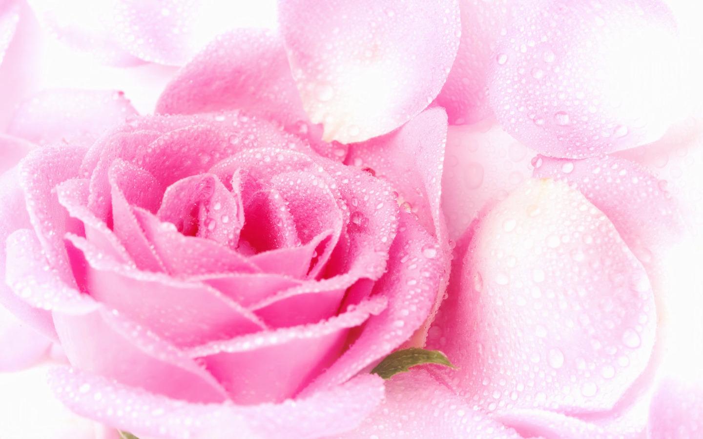 Colors Pretty Pink Rose Wallpaper