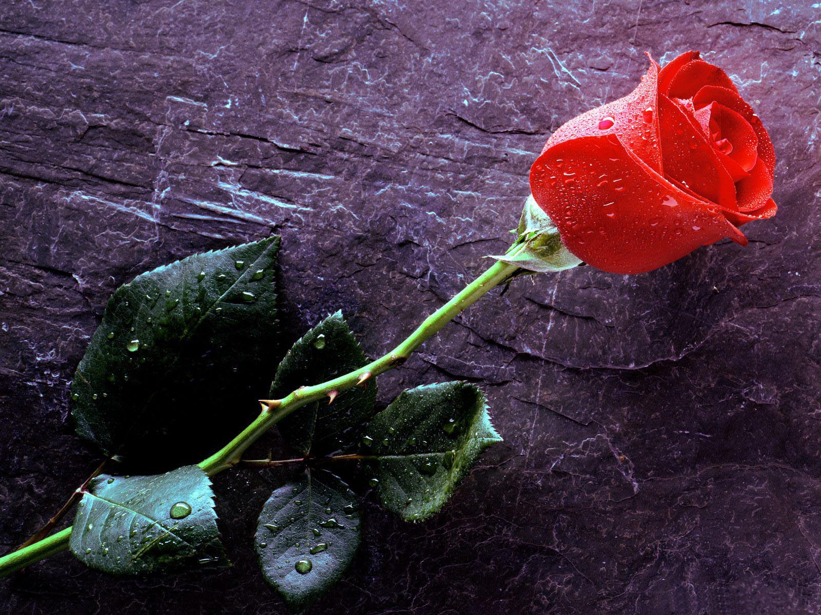 Beautiful wallpaper wtih a single rose with thorns and water