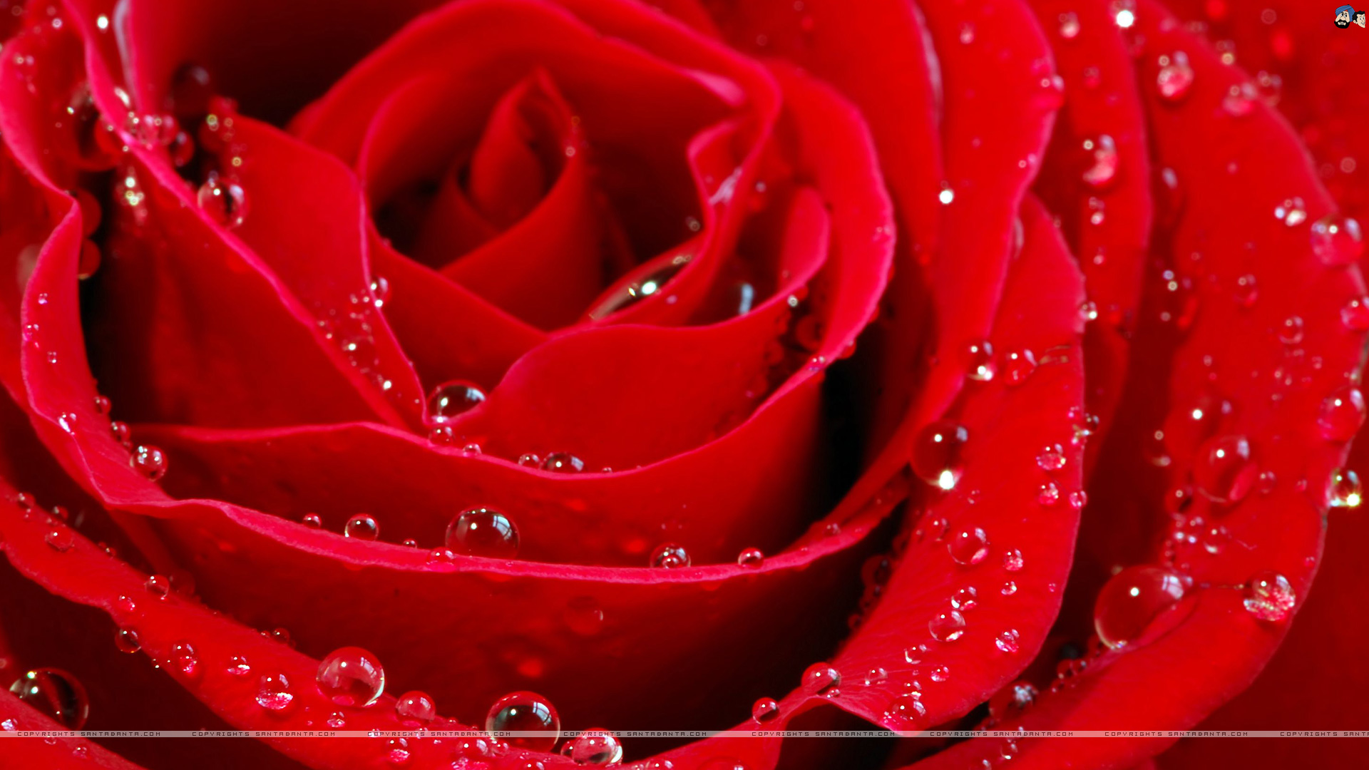 Rose wallpaper | 1920x1080 | #38240