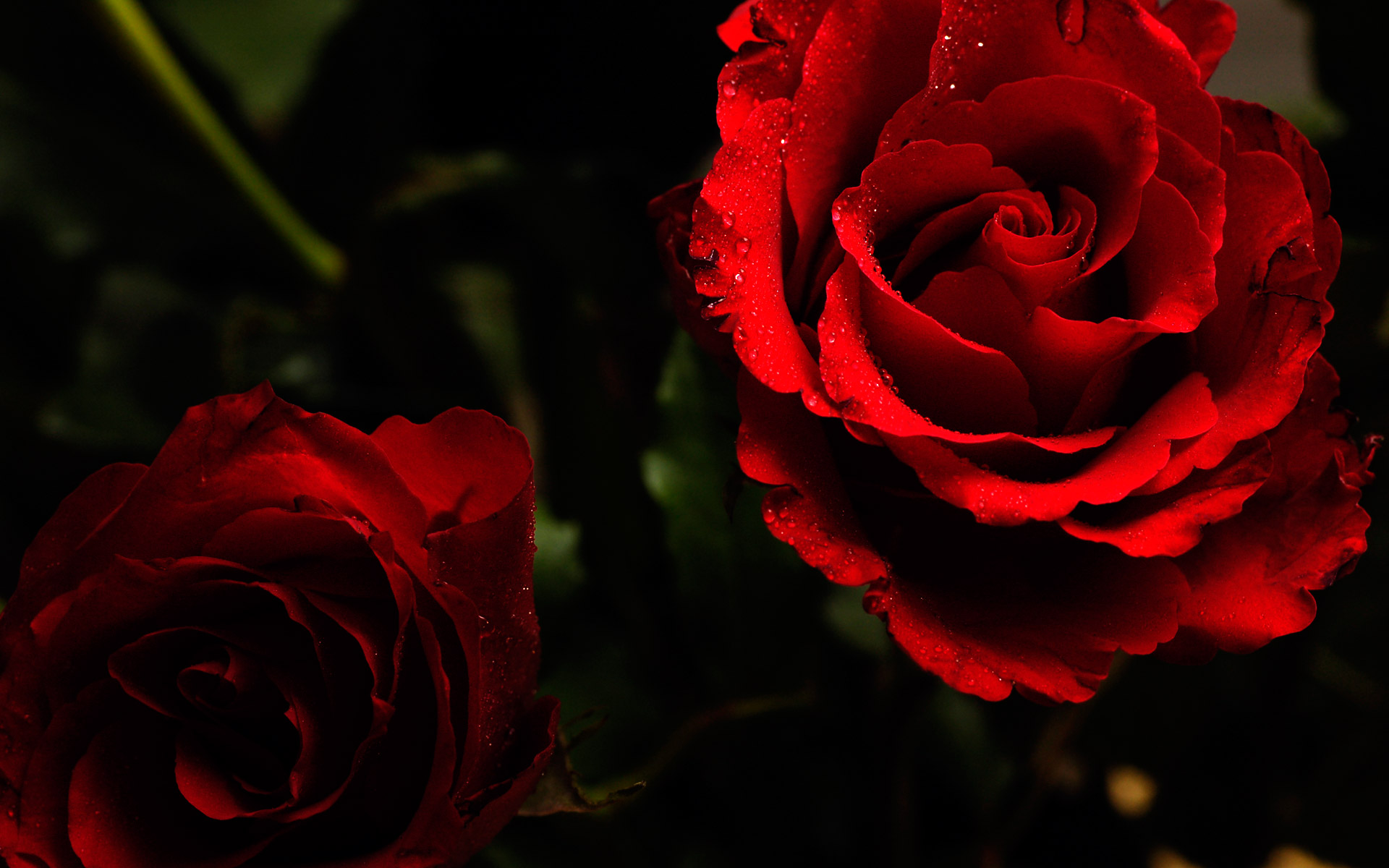 Roses Wallpaper