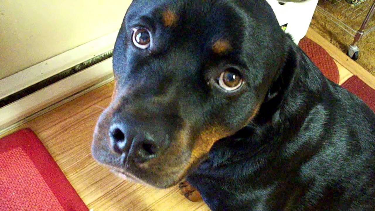 Rottweiler gets caught and is very sorry