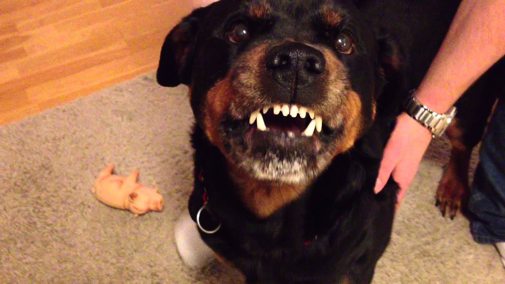 Angry Rottweiler 2