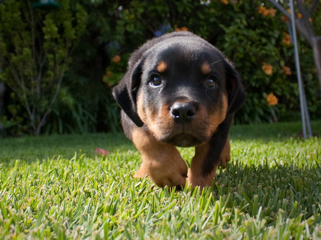 Rottweiler Picture Gallery