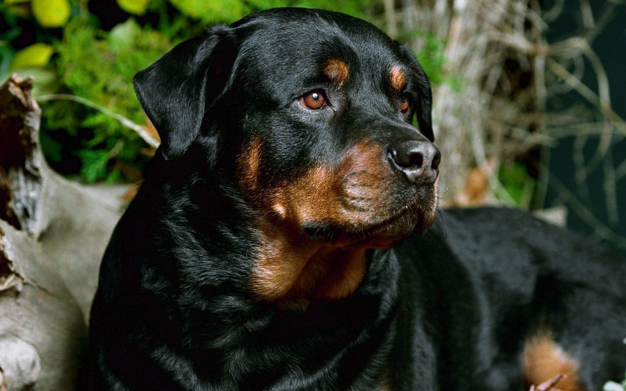 Rottweiler Pictures