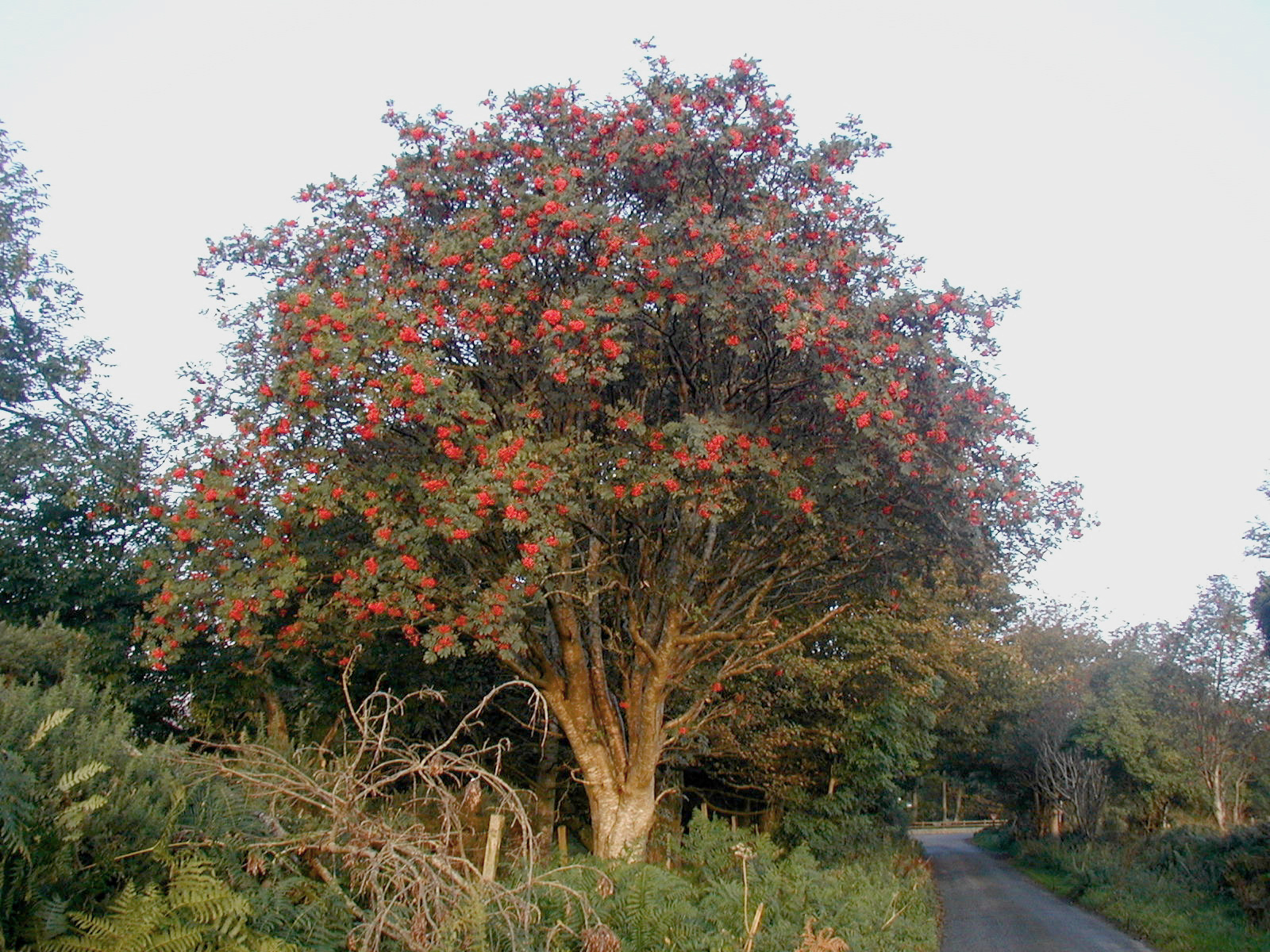 Mature European Rowan tree