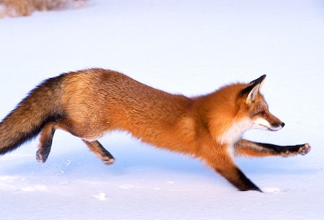 Running Red Fox I Alaska Travel Photos