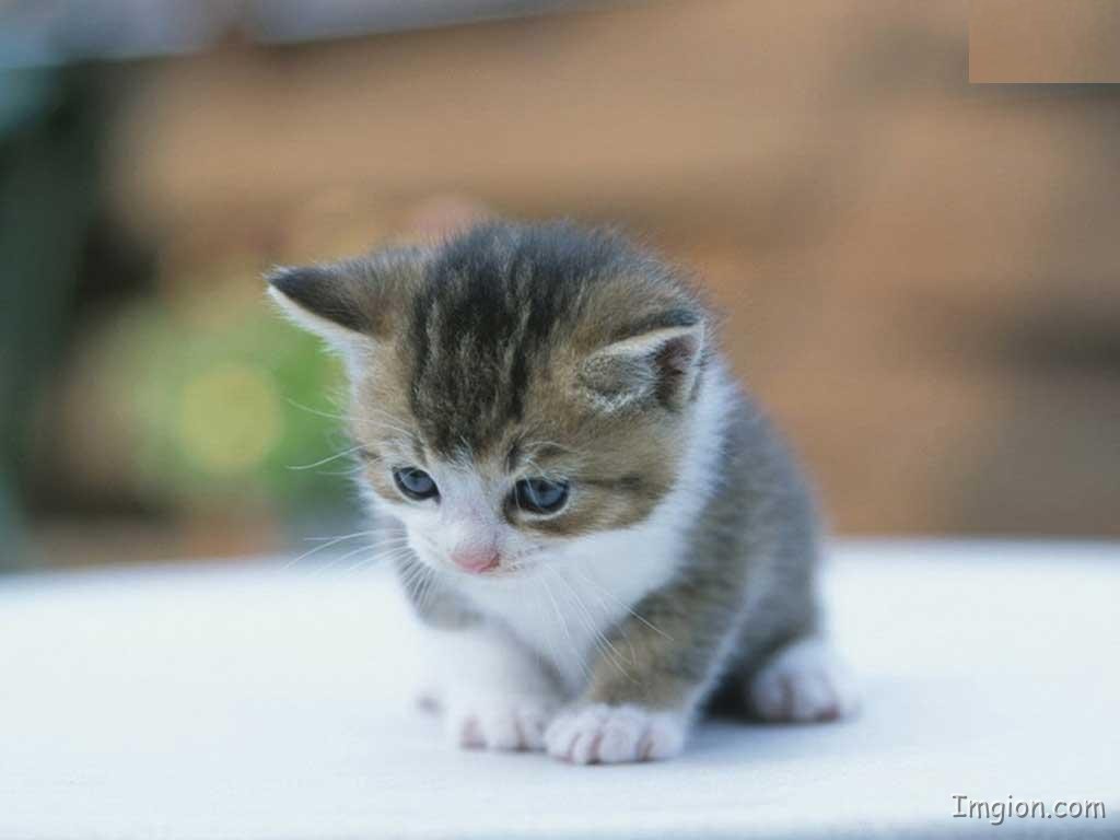 Sad Kitten
