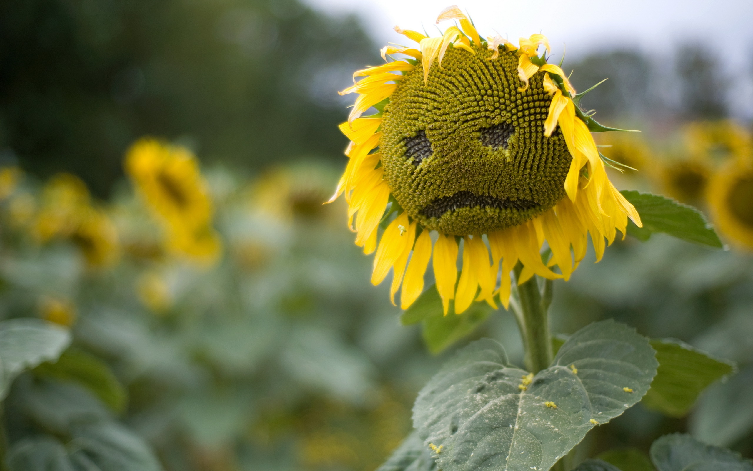 Sad Sunflower Wallpapers Pictures Photos Images. «