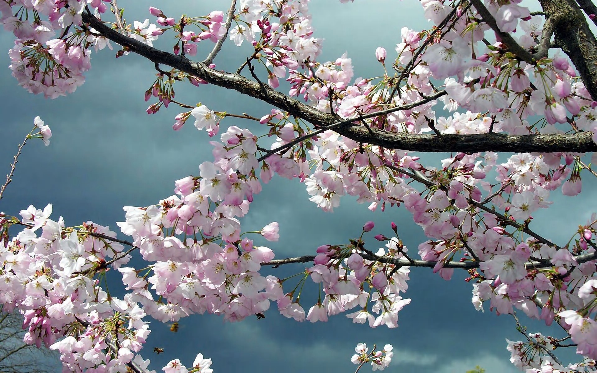 ... Sakura Flower Images · Sakura Flower Images