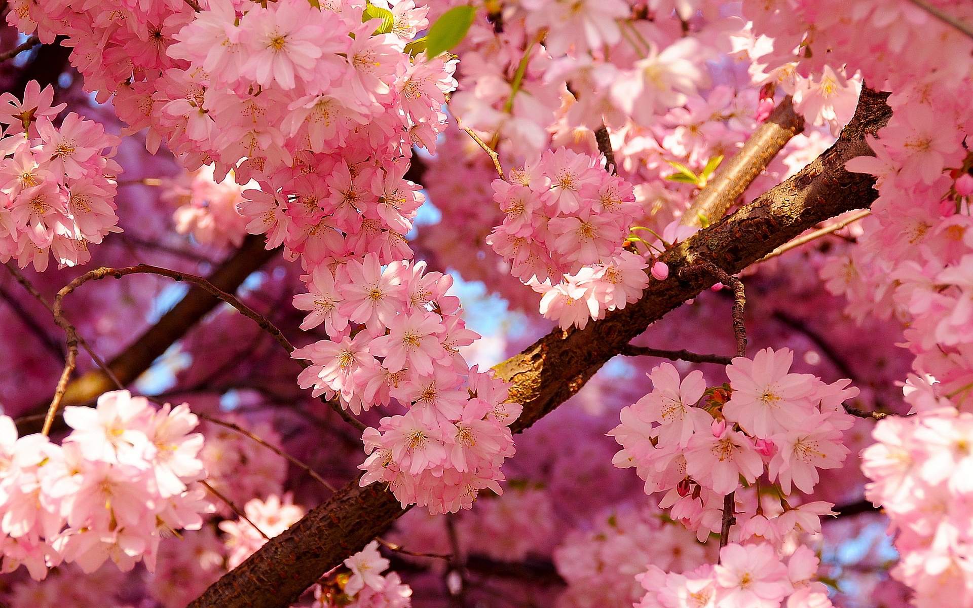 Cherry blossoms spring