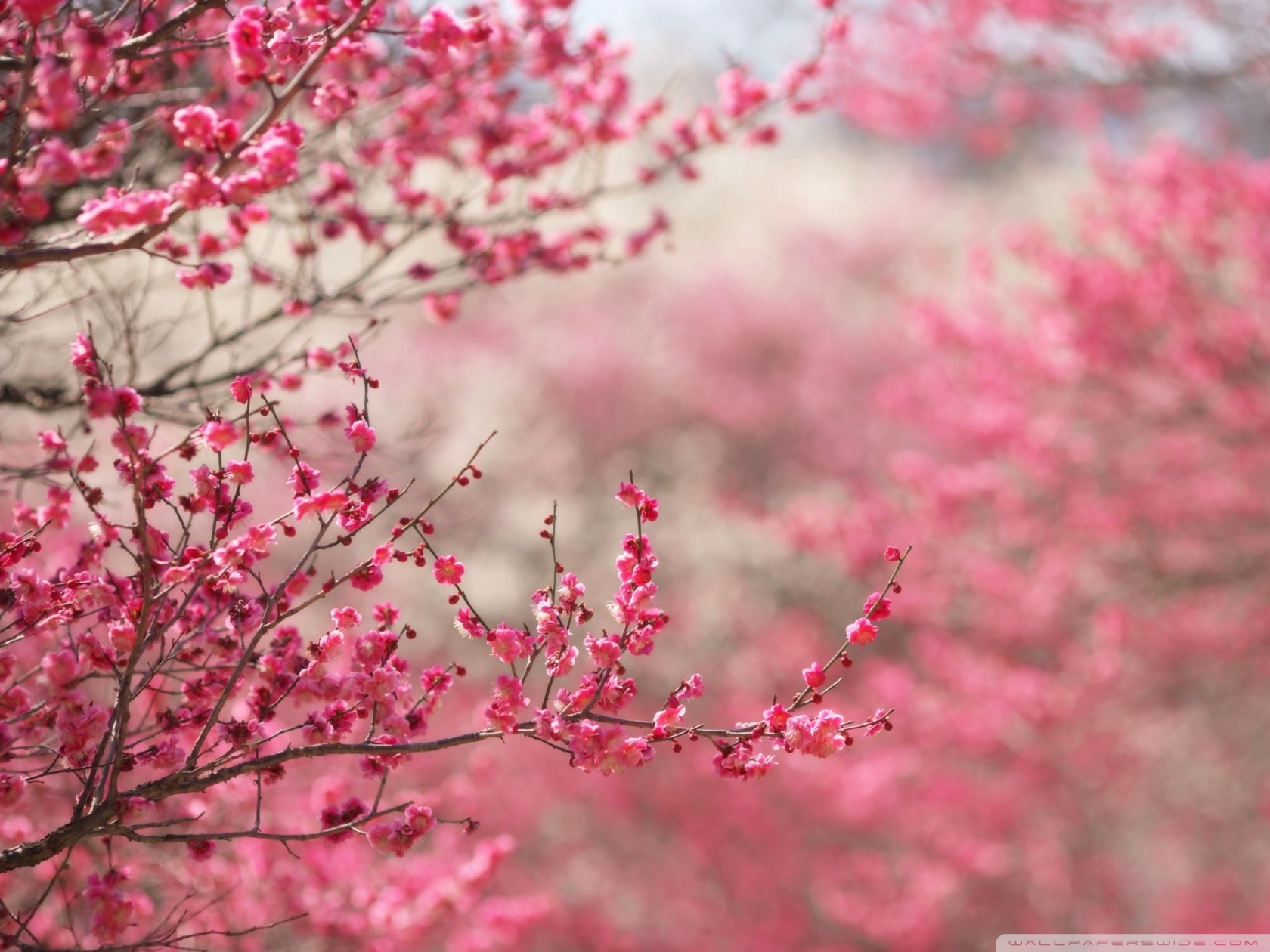 Sakura cherry flower