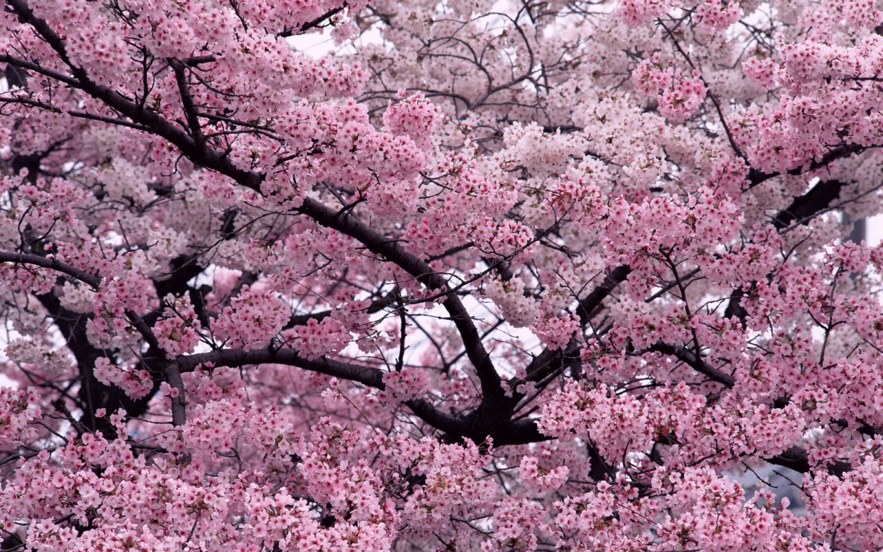Sakura Flower Wallpaper With 1280×800 Resolution