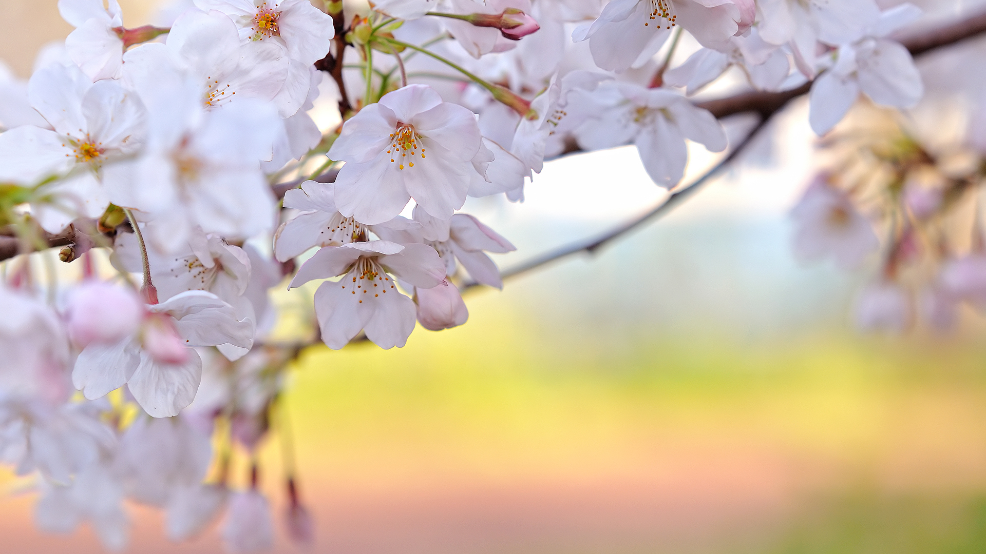 Sakura Flower Images 15337