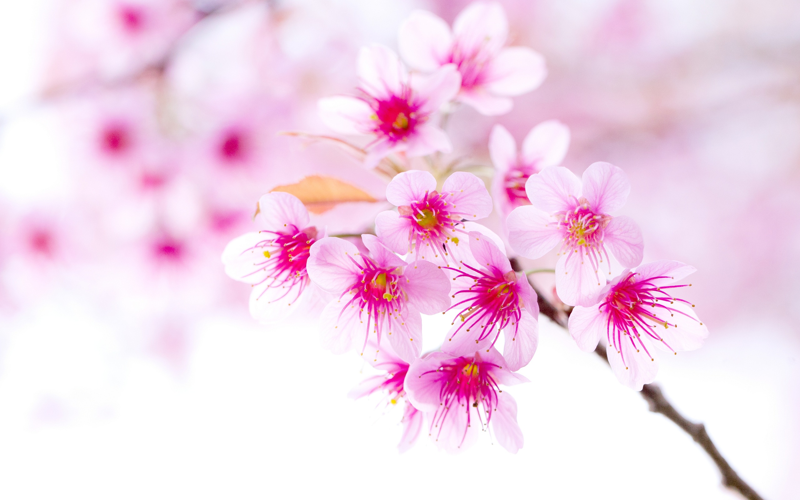 ... Sakura Flower Wallpaper; Sakura Flower Wallpaper