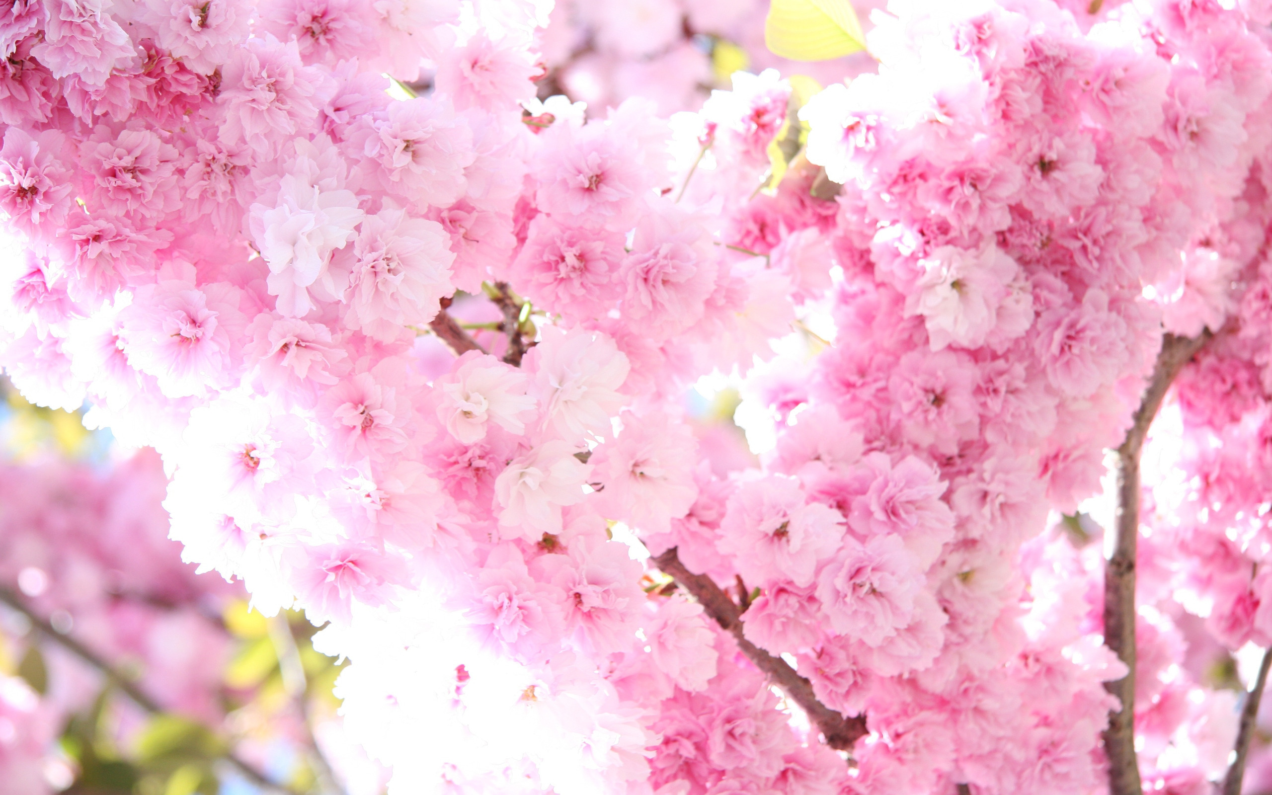 Sakura Flower Wallpaper ...