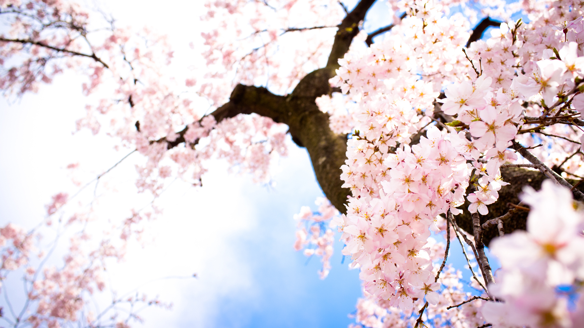Sakura Flowers Wallpaper
