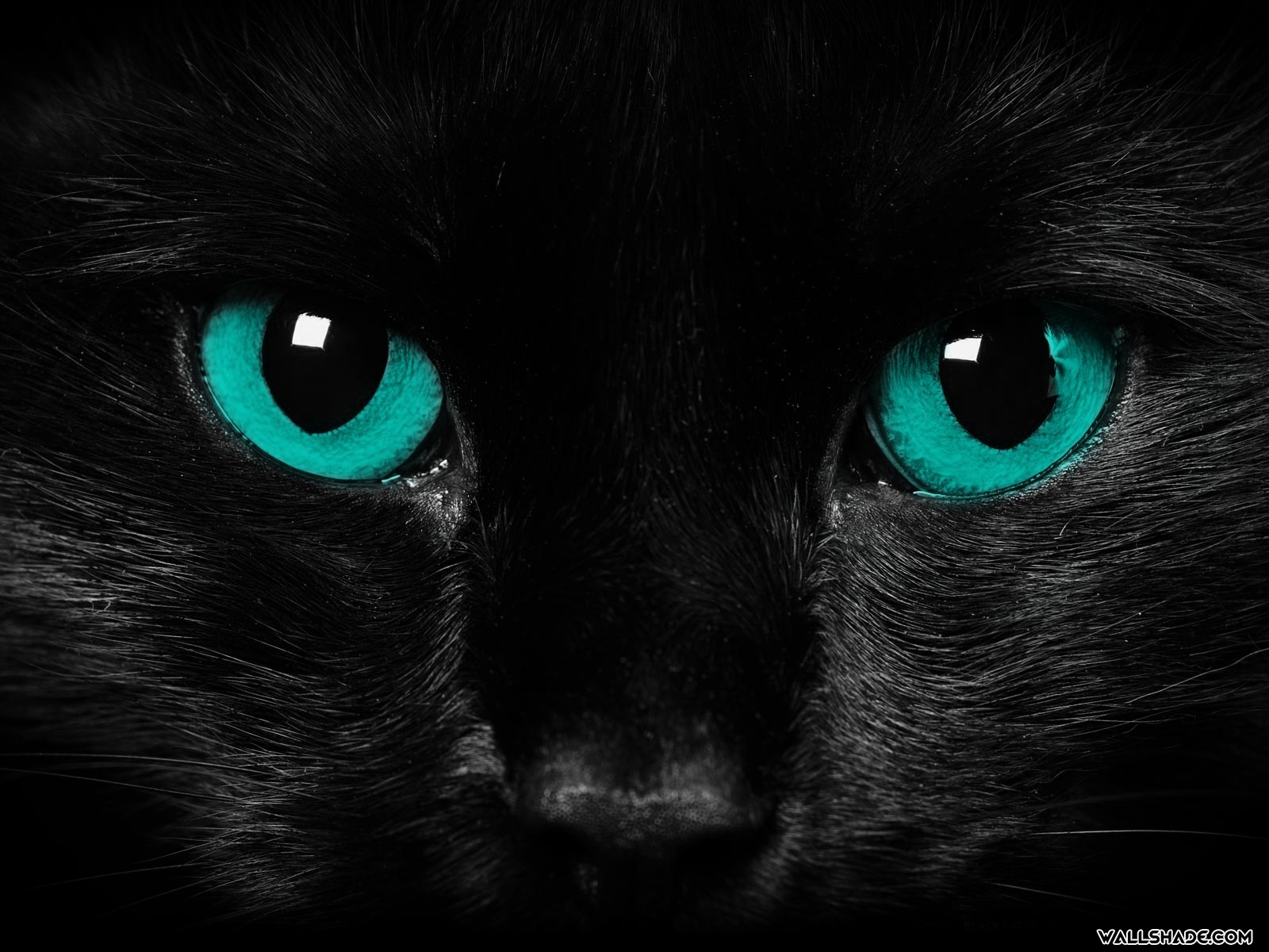 Scary cat eyes