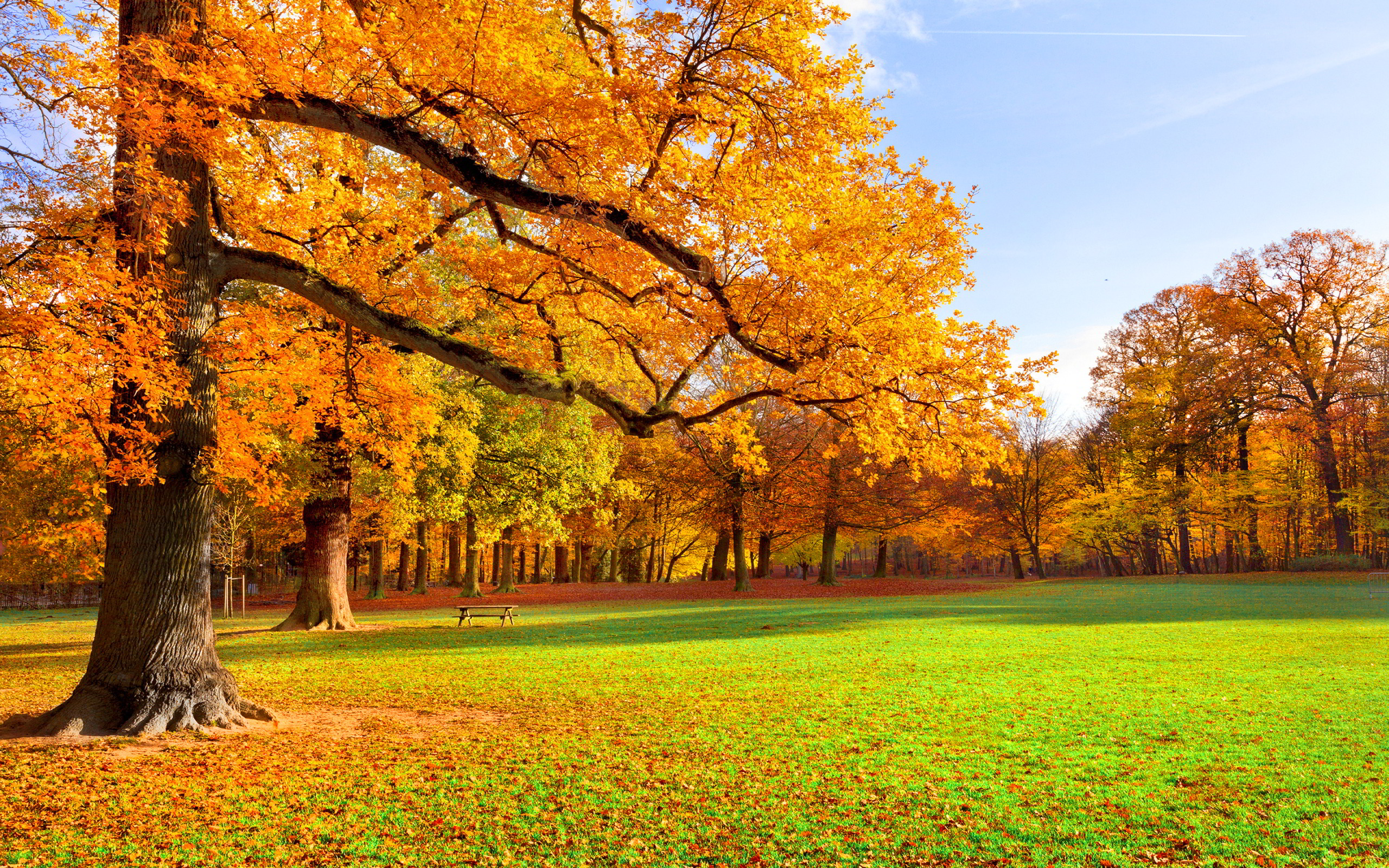 Park autumn scenery