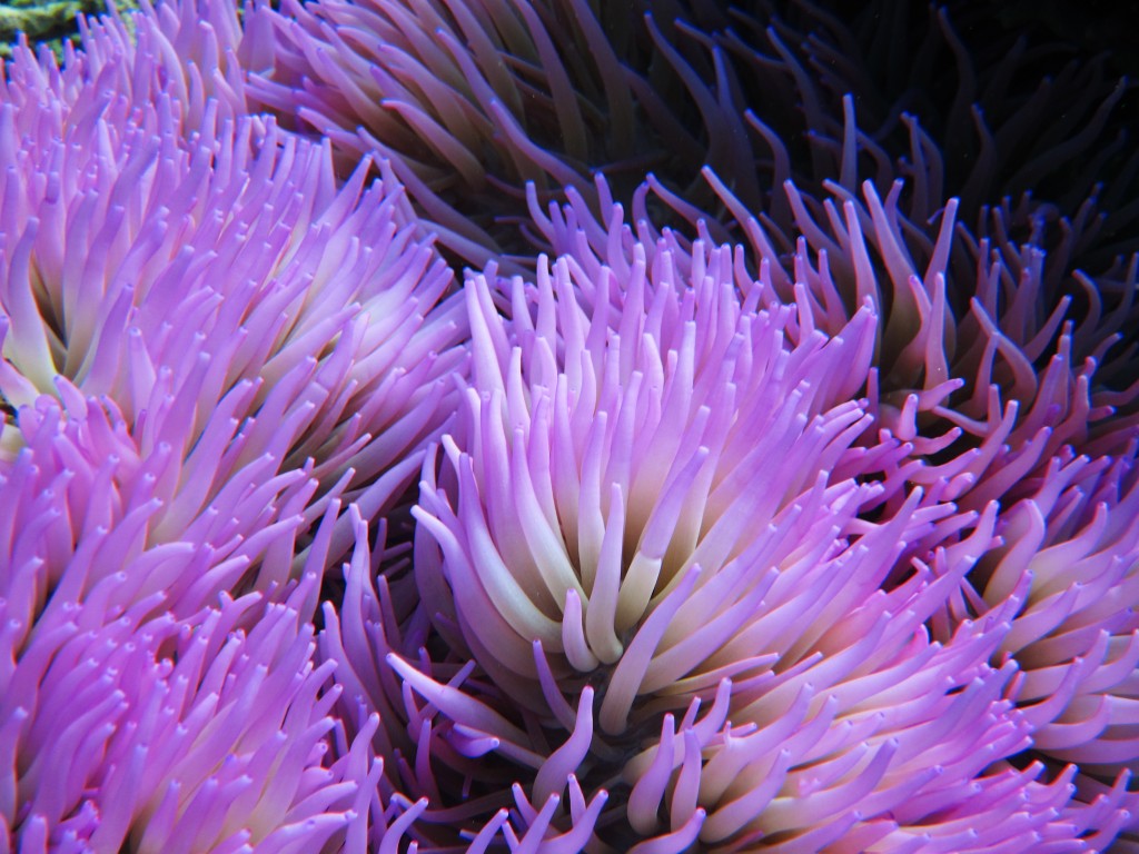 North Sulawesi – Corals