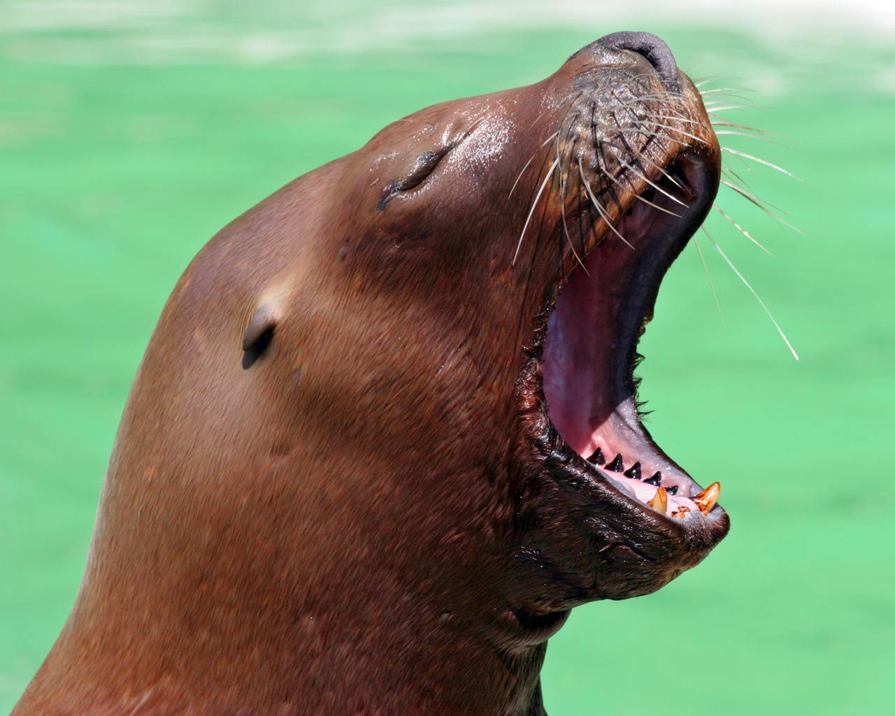 Desktop backgrounds · Animal Life · All Animals Sea Lion Yawn
