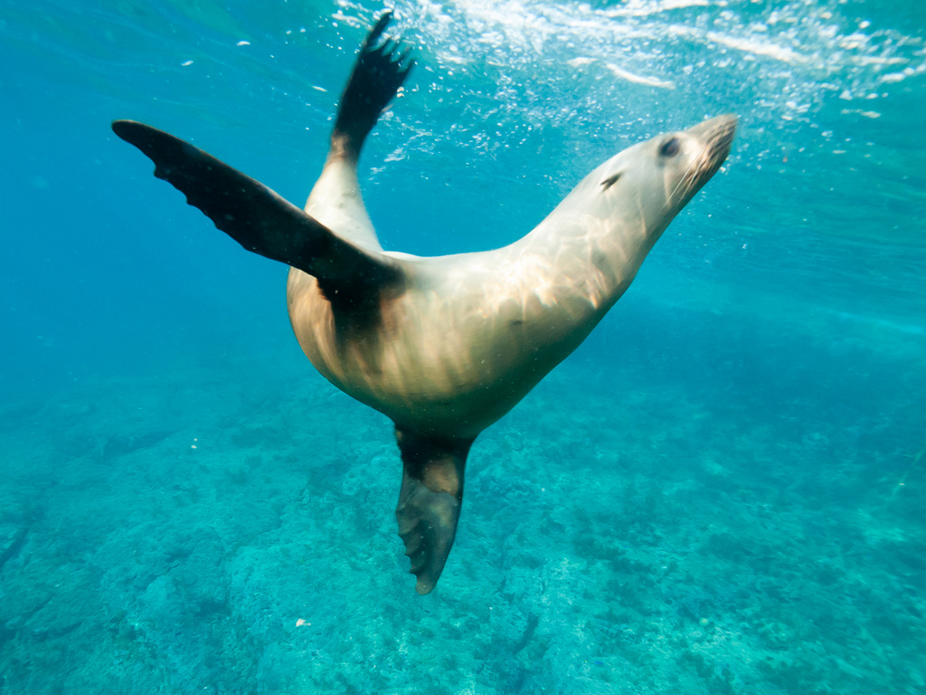 ... Synchronized swimming, sea lion style | by altsaint