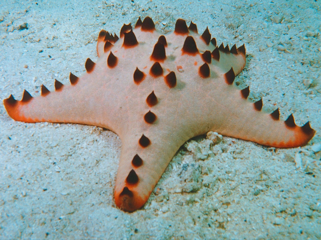 Starfish, often called “sea stars”, are phylum echinoderms and belong to Asteroidea class. Starfish are technically not fish because they do not have any ...