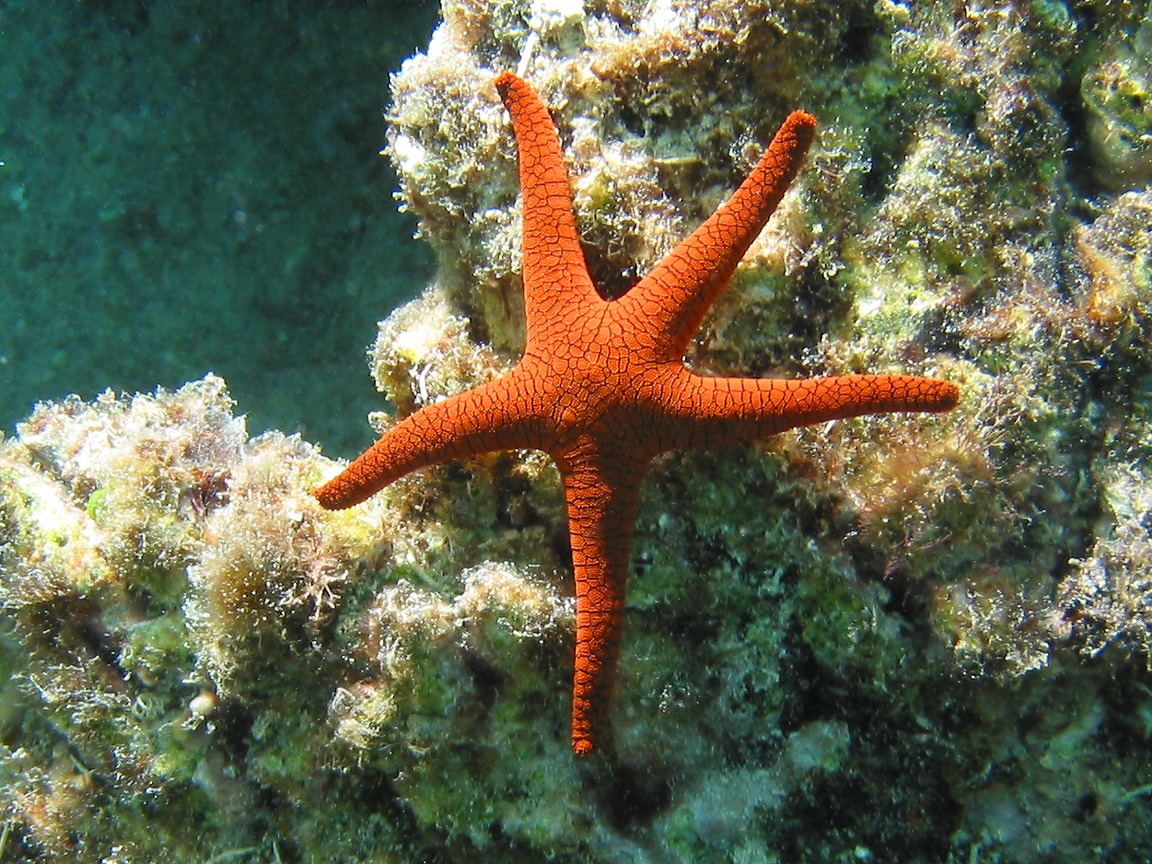 crown of thorns sea star