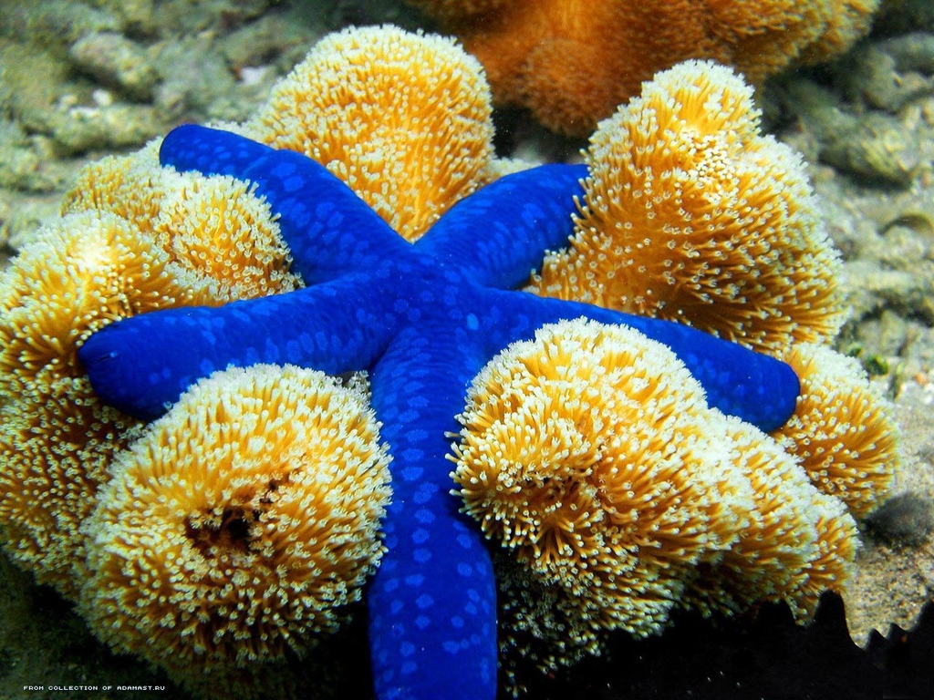 Scientists have known about sea star eyes for about 200 years, but aside from studying their structure, not much research has been done on them until ...