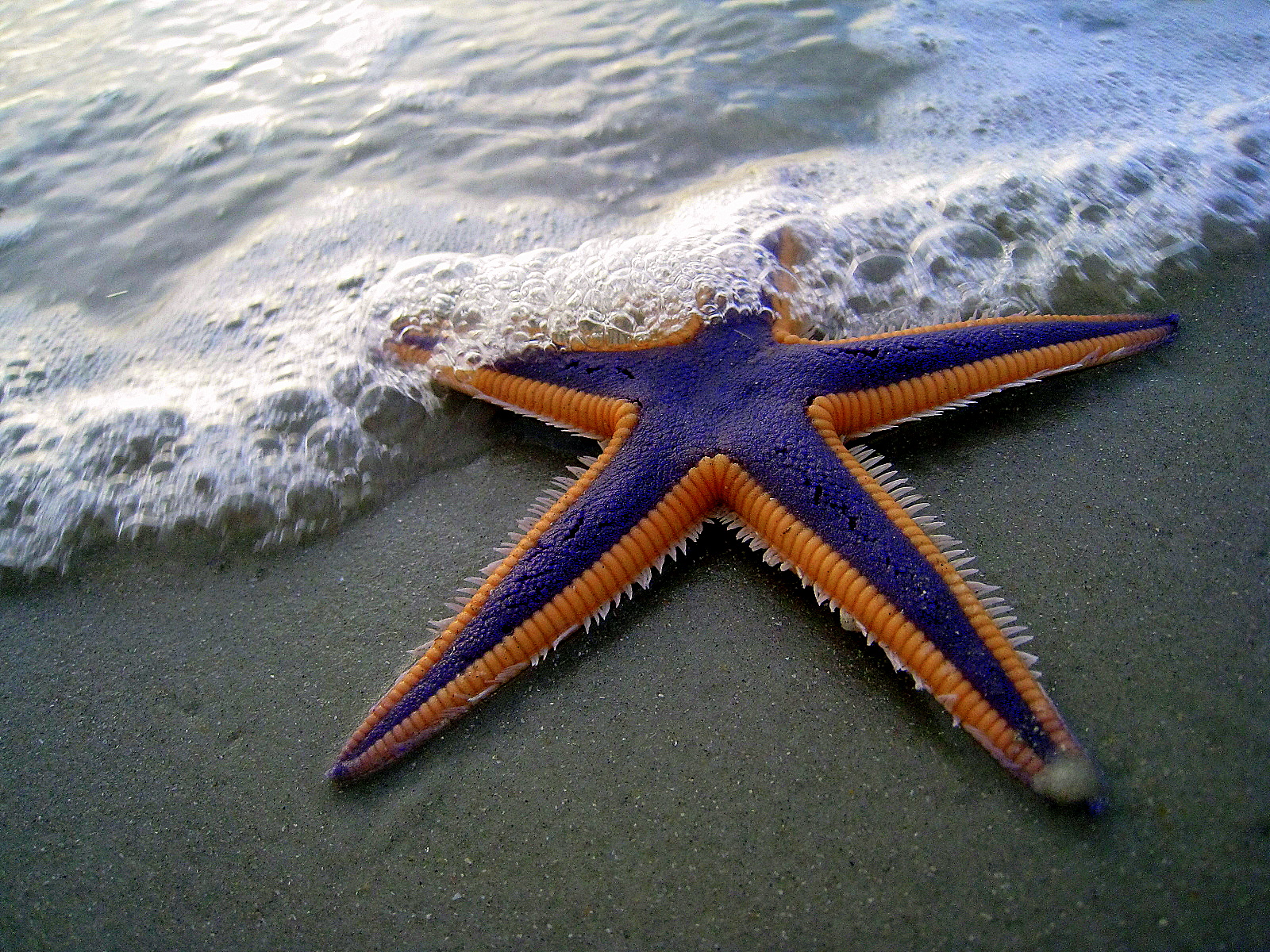 Purple and Orange Starfish on the Beach (2884079538).jpg