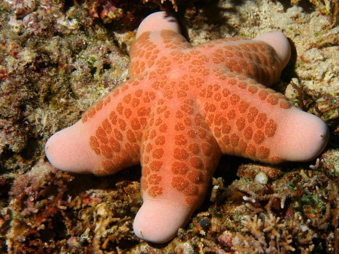 (Phuket, Thailand), granulated sea star (Bali, Indonesia)
