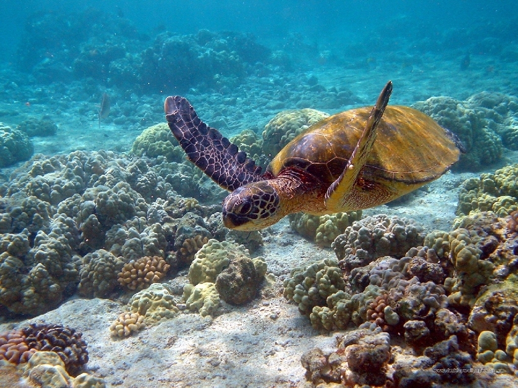 Turtles Sea Turtle