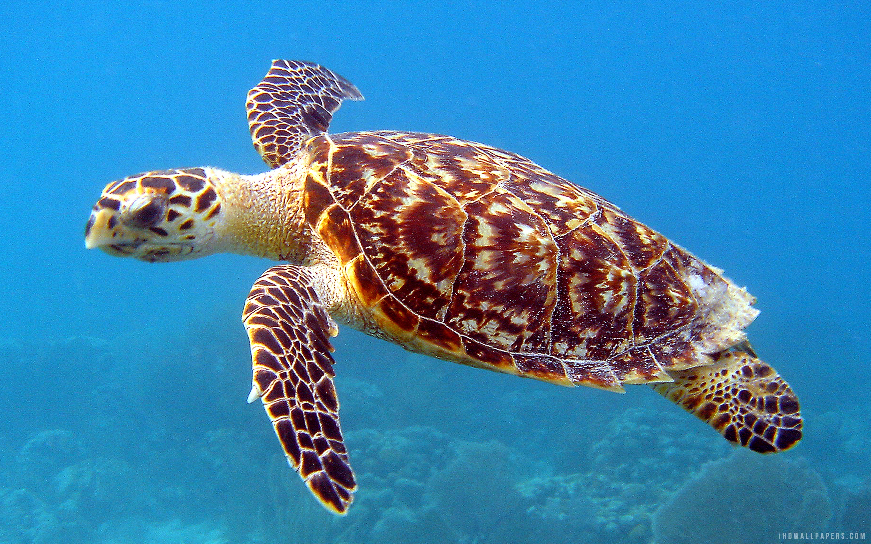 5.00/5. (1 vote). Download Underwater Sea Turtle wallpaper ...