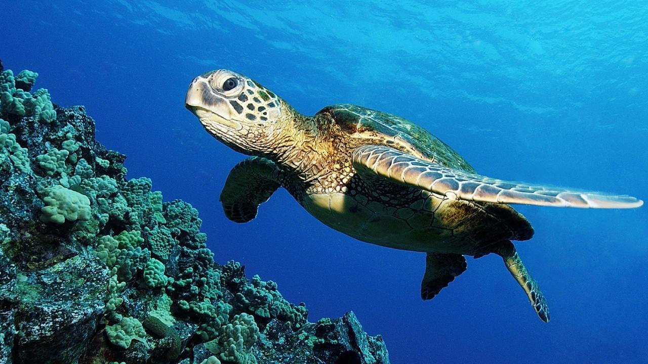 Recovery of Hawaiian green sea turtles still short of historic levels, Stanford-led study suggests