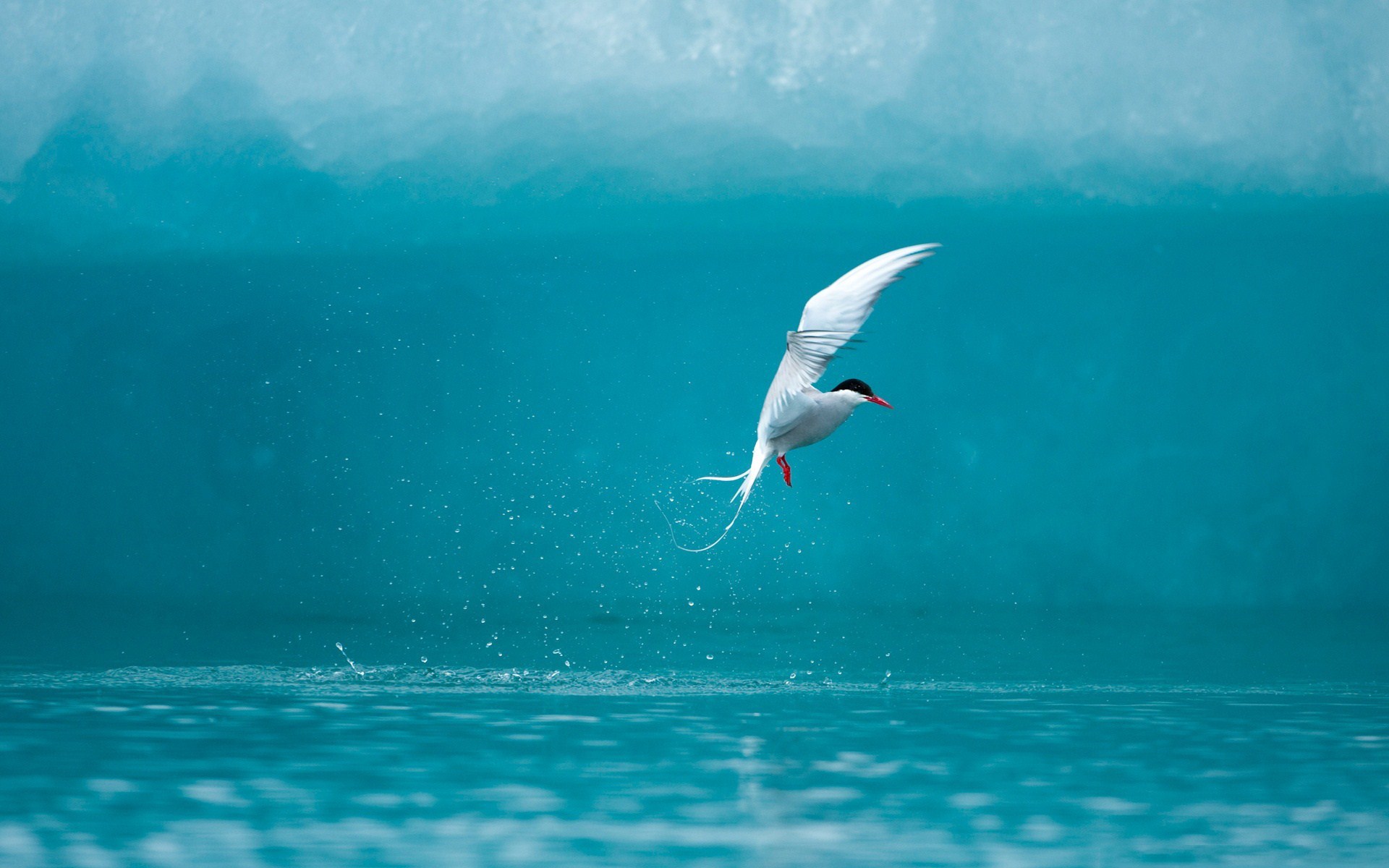 Seabird Arctic Tern