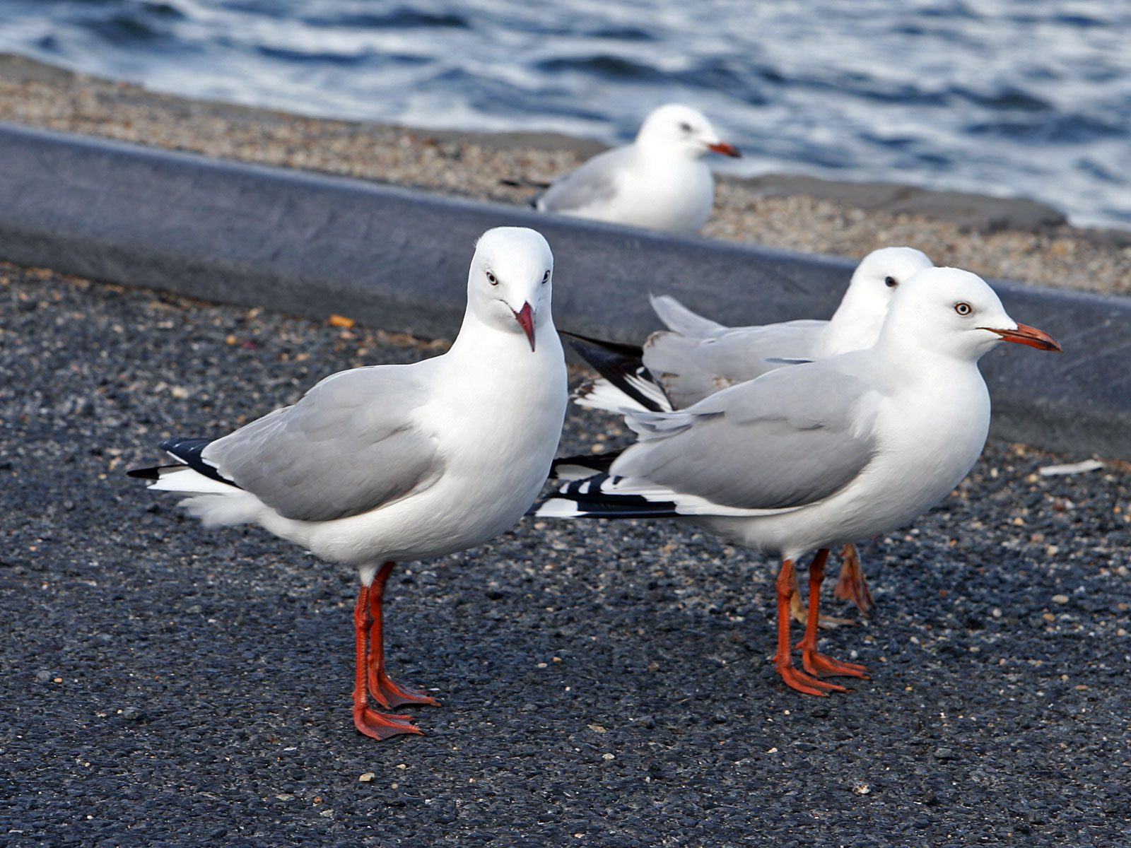 File:Red legged seagulls.jpg