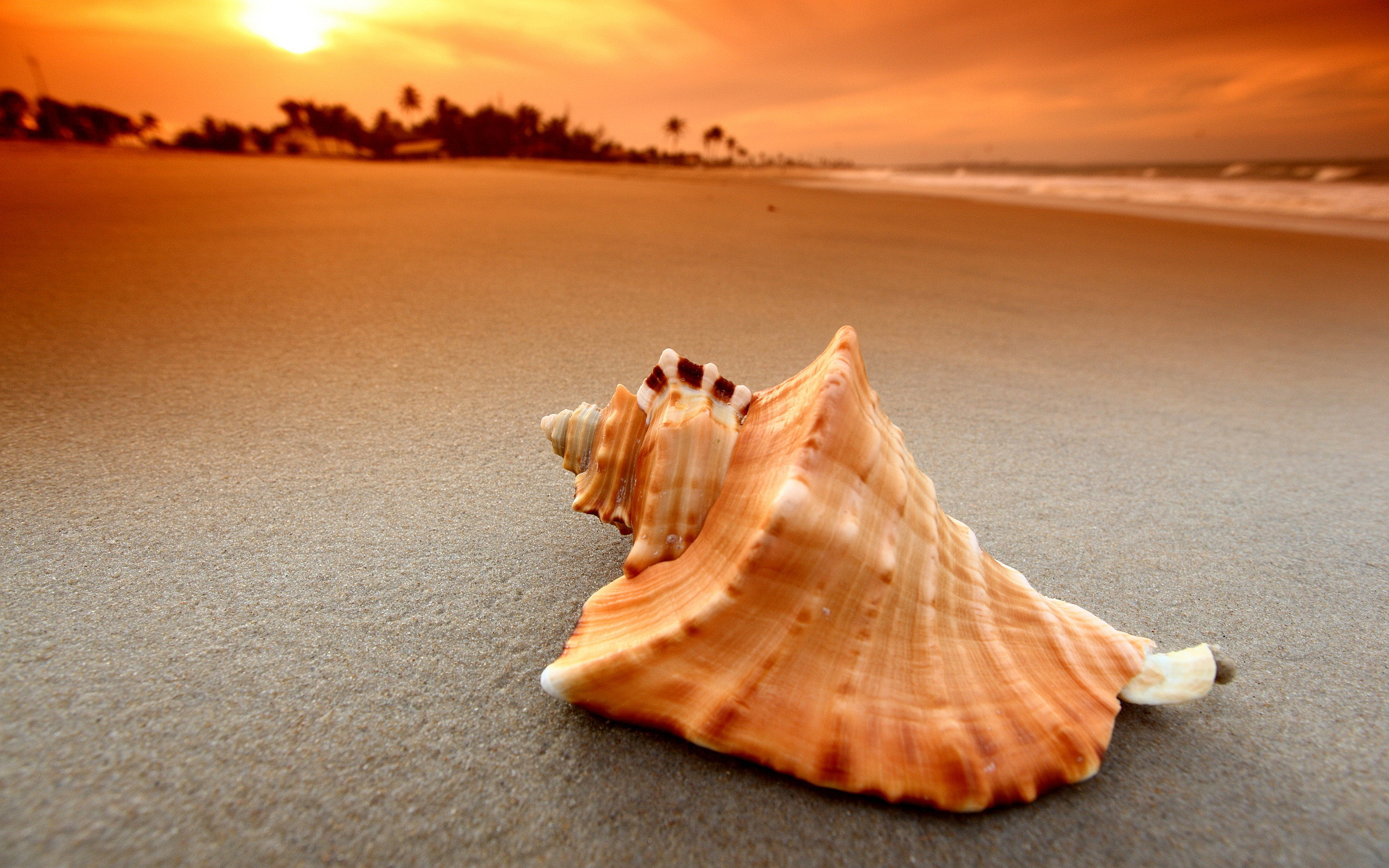 Seashell Beach Sunset