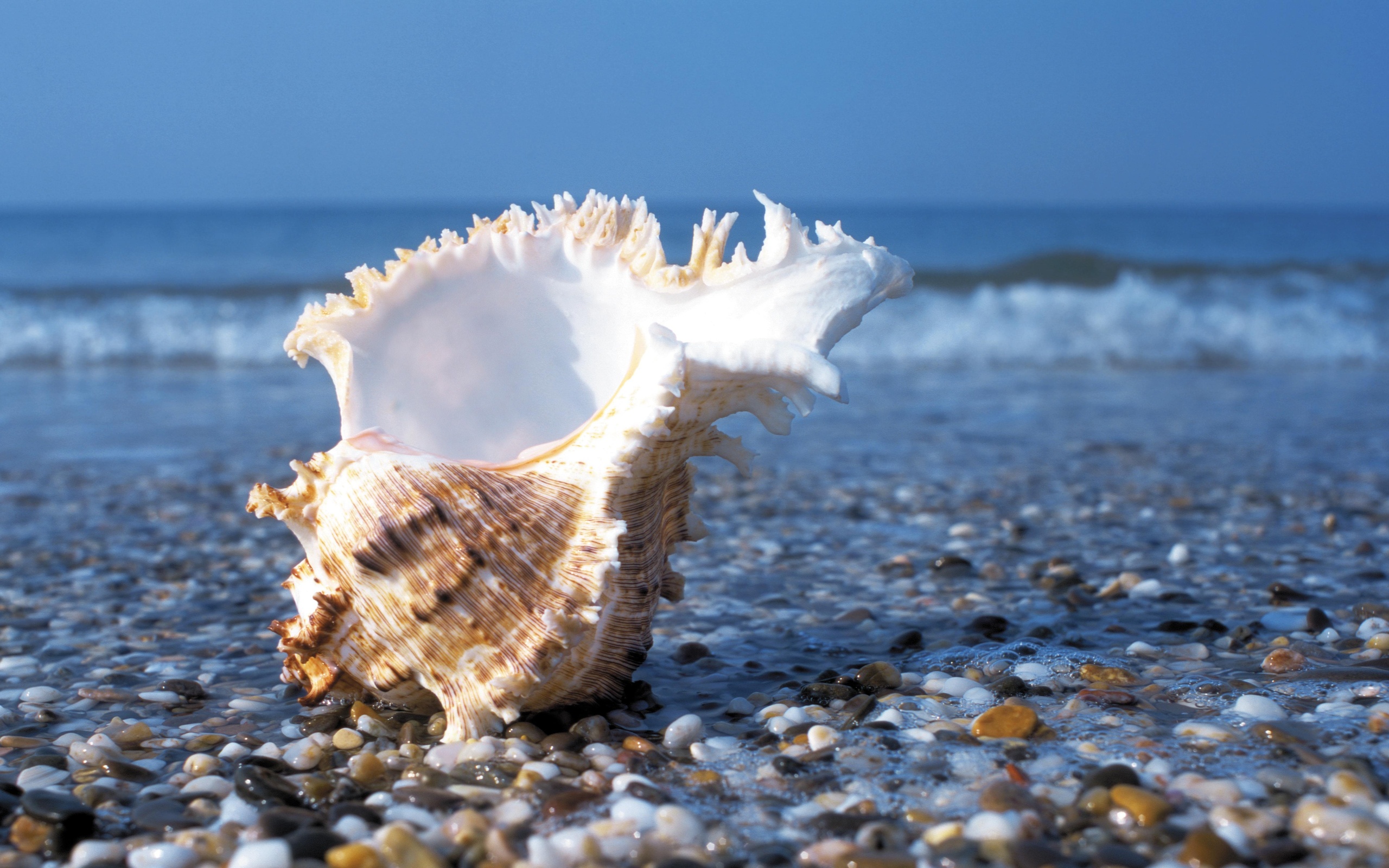 Seashell Stony Beach