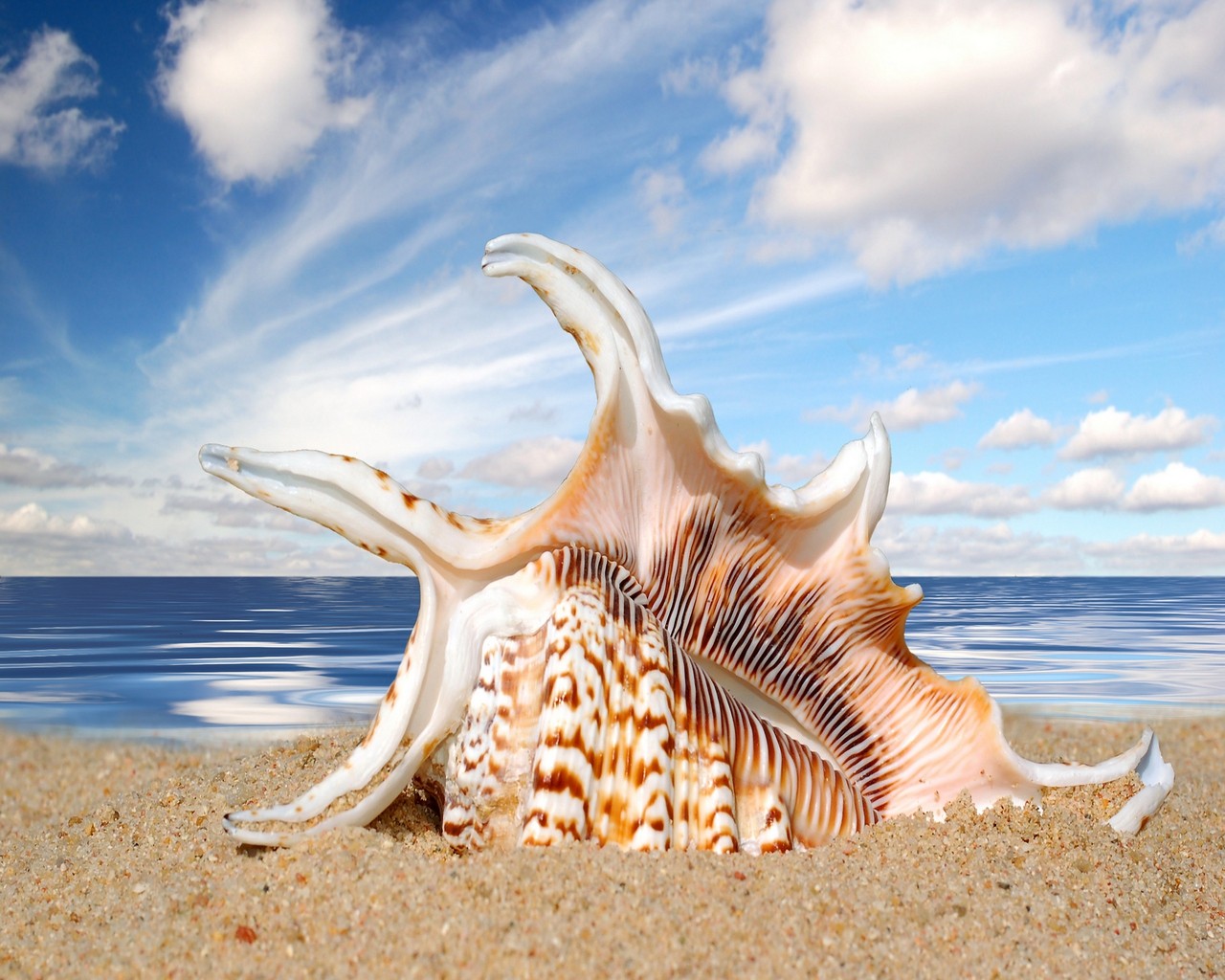 1280x1024 Shells Seashells wallpaper