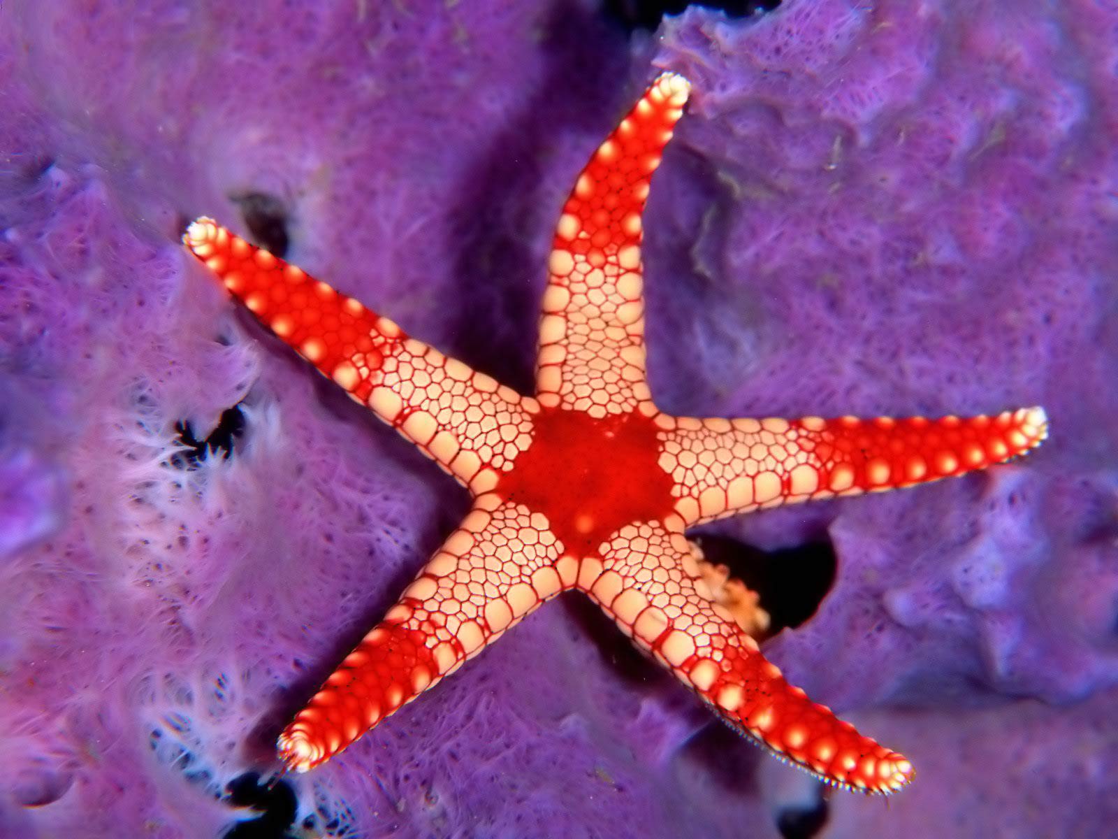 Desktop backgrounds · Animal Life · Underwater Sea Star - Palau, Micronesia