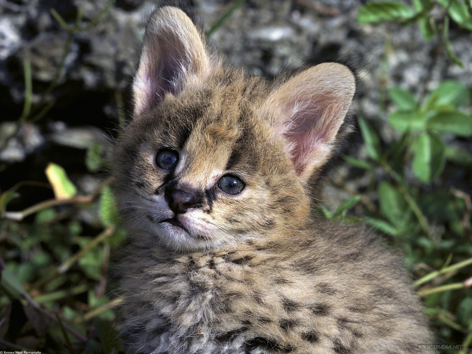 Baby African Serval Cat