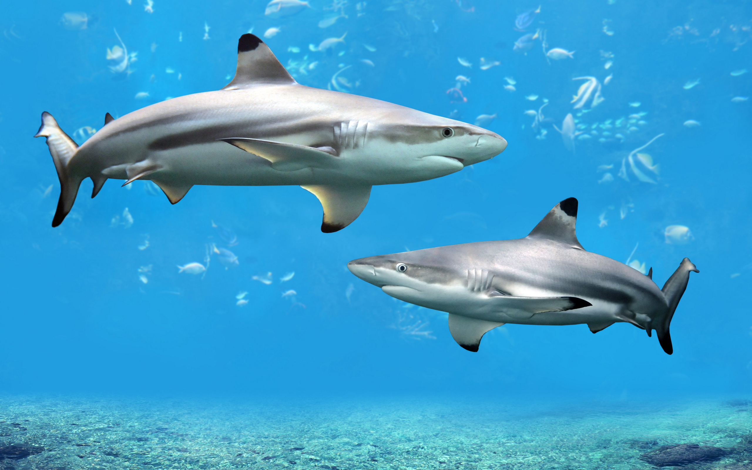 Underwater world Shark wallpaper