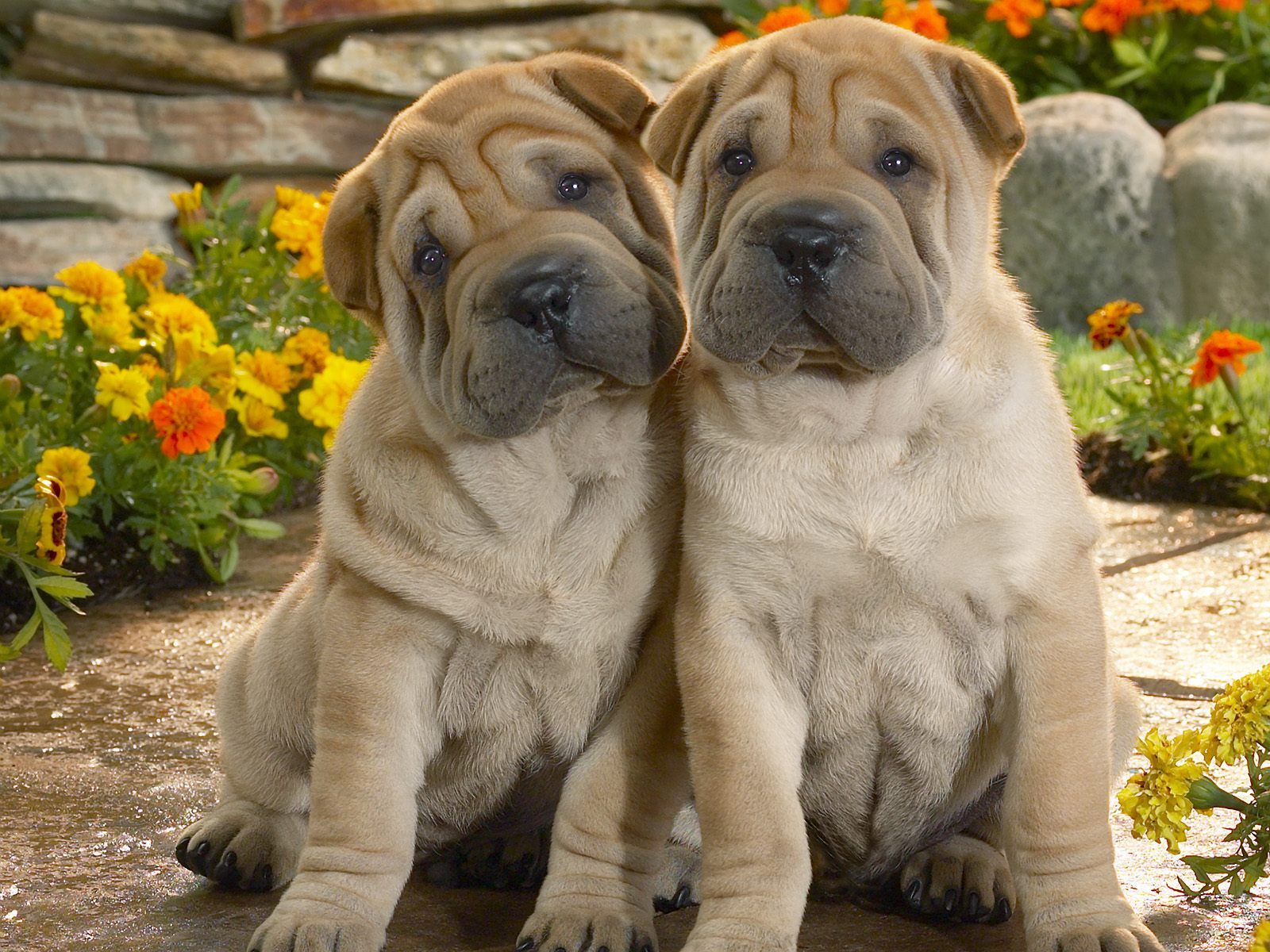Shar Pei puppies pictures