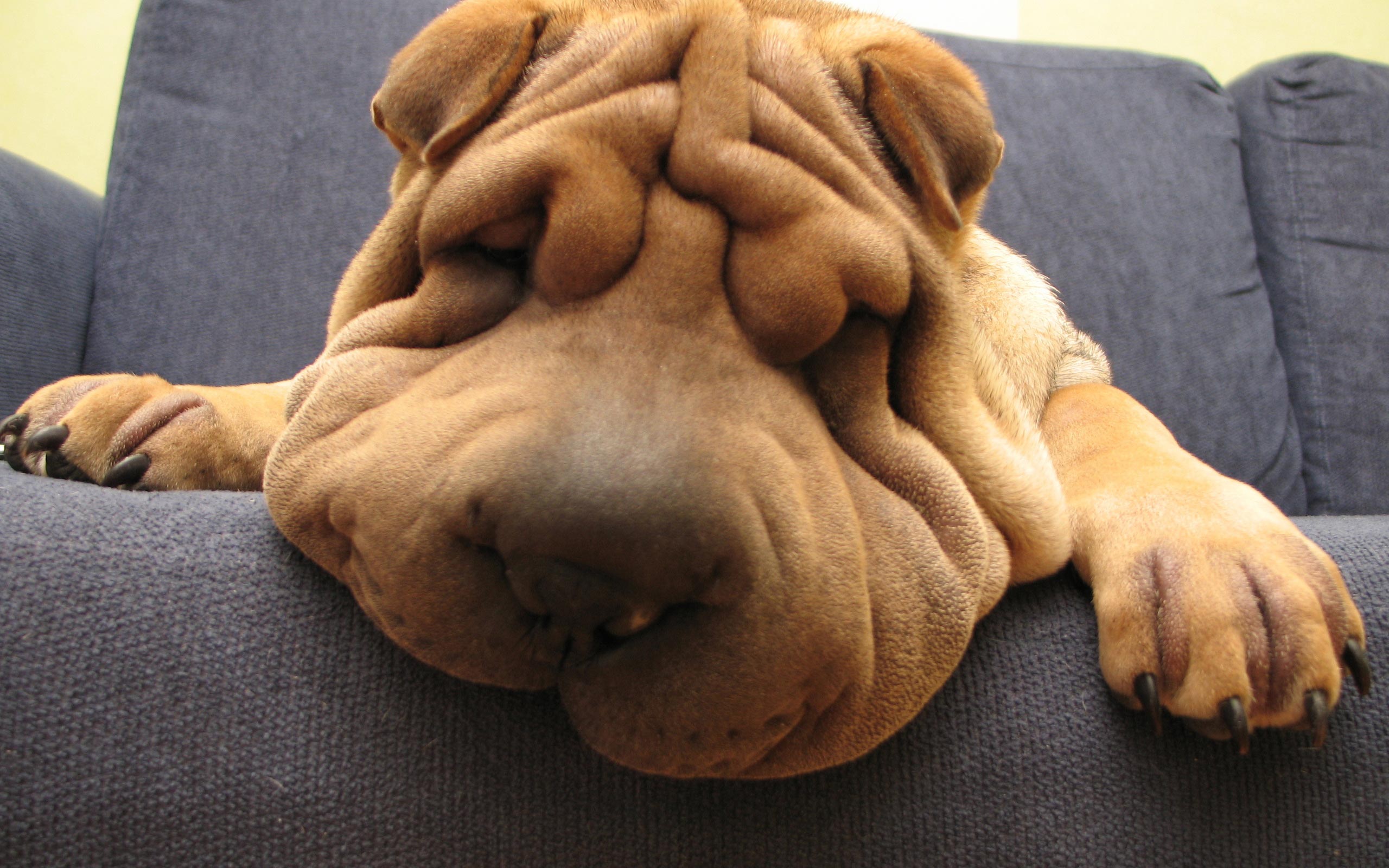 Well, basically any dog is, but the Shar Pei is definitely at the top of the list. Just look at this little guy!