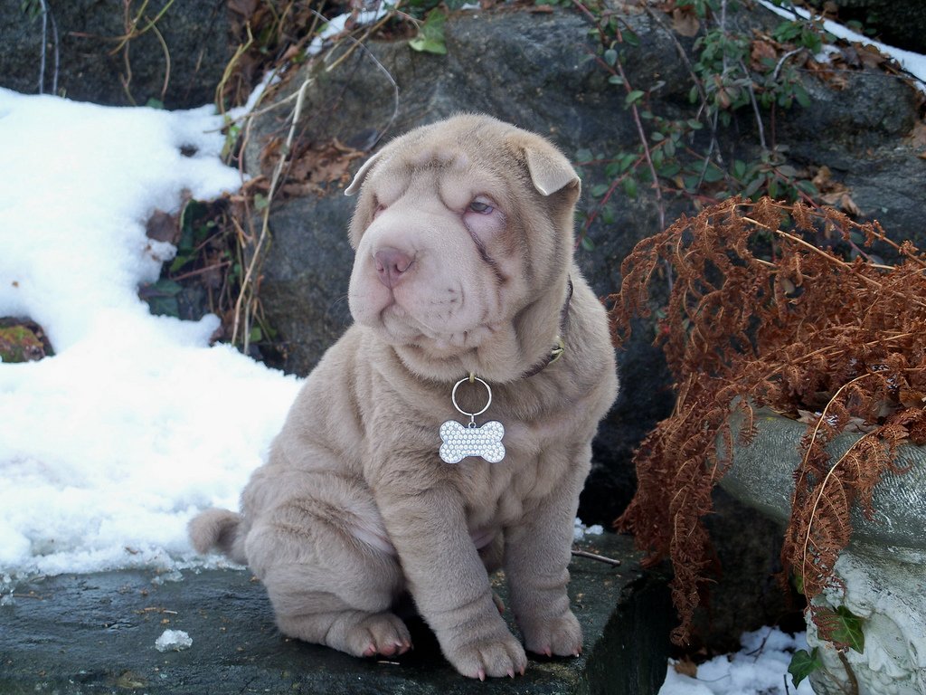 Shar Pei Picture Gallery