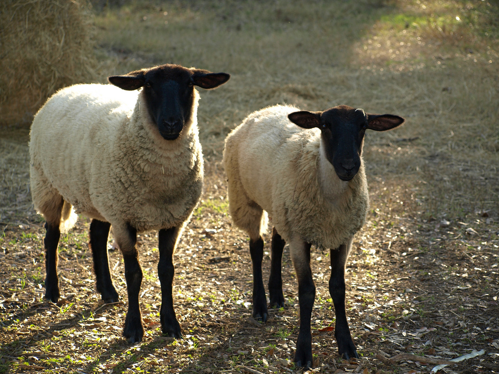 Suffolks are a medium wool, black-faced breed of meat sheep that make up 60% of the sheep population in the U.S. [1]