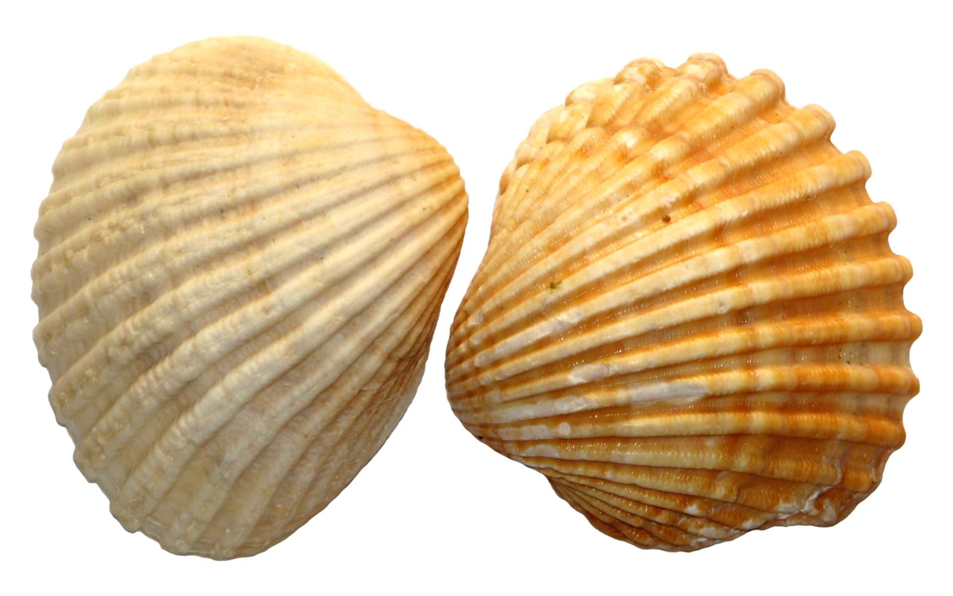 sea-shells-on-light-wallpapers.jpg 1,920×1,200 pixels