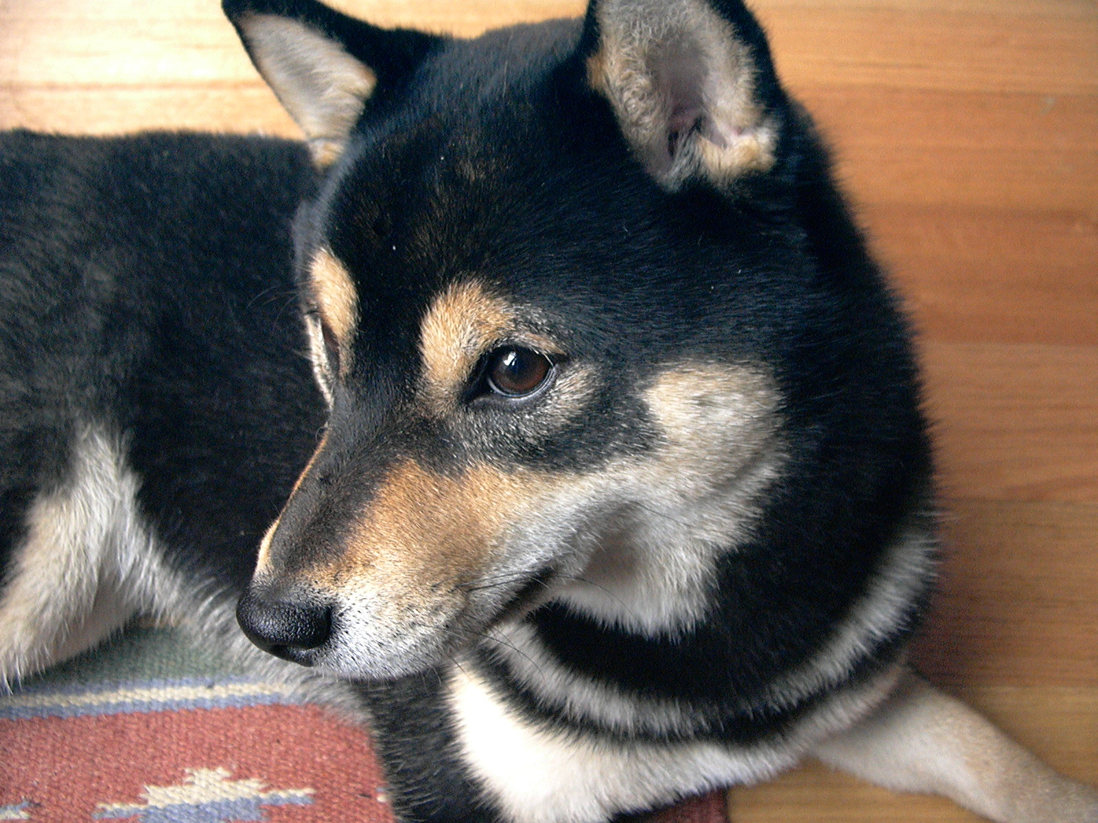 Black and tan Shiba Inu with urajiro