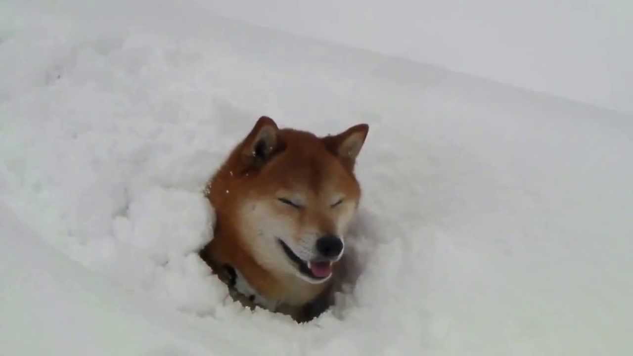 Shiba Inu in the snow. Beautiful video from Japan !