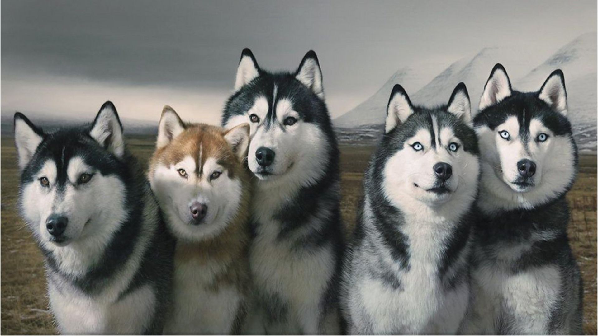 Siberian Husky Dogs HD Wallpaper